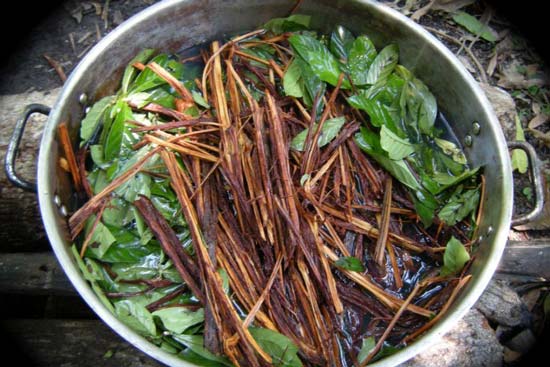 Ayahuasca-shamanism